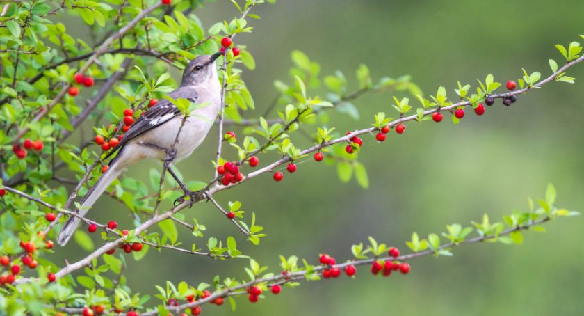 CatSpring Yaupon Adopts Yaupon Through ABC’s Adopt-an-Herb Program